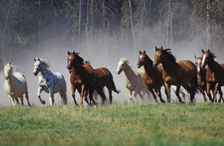 Política sin bridas