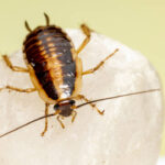 La cucaracha alemana