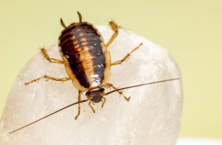 La cucaracha alemana