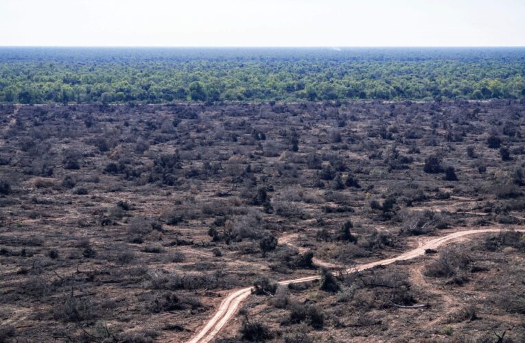 Elogio de la selva y la monería